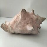 Ancient lambis strombe shell.