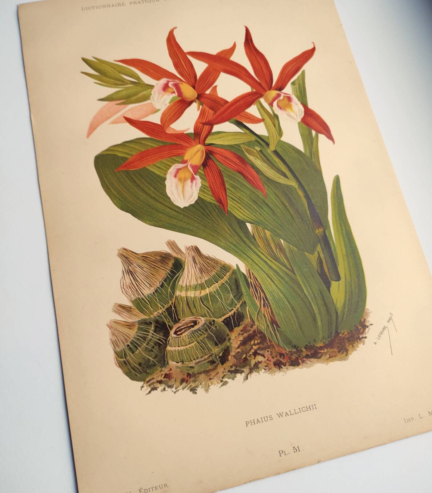 Botanical engraving from 1897 - Phaius Wallichii - Old flower plate by Achille Lefevre