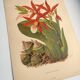 Botanical engraving from 1897 - Phaius Wallichii - Old flower plate by Achille Lefevre