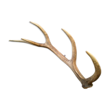 Bois de cerf ancien