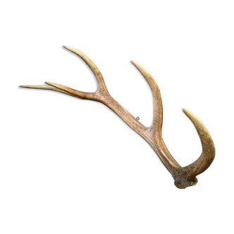 Bois de cerf ancien