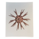 Zoological board