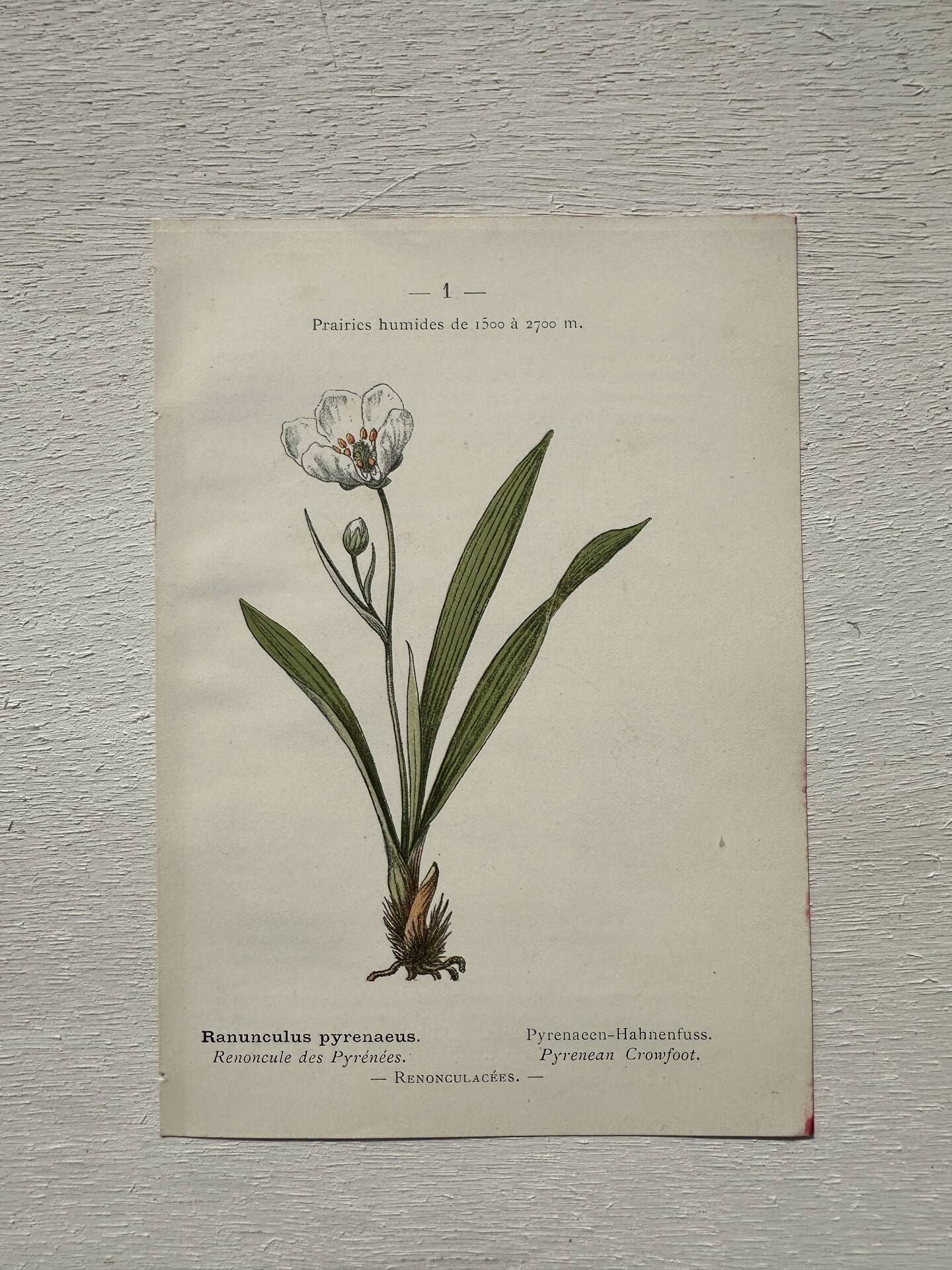 Botanical Plate 1800 Old naturalist engraving 19th century double-sided