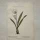 Botanical Plate 1800 Old naturalist engraving 19th century double-sided