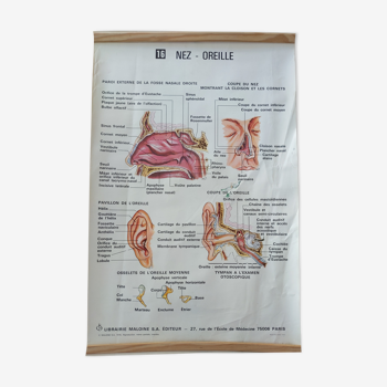 Ancienne affiche médicale médecine anatomie ORL ophtalmologuevintage 1976 nez oreille  années 70