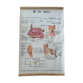Old medical poster medicine anatomy ENT ophthalmologistvintage 1976 nose ear 70s