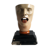 Anatomical model of human face, 30