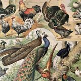 Lithograph on birds (ostrich) - 1900