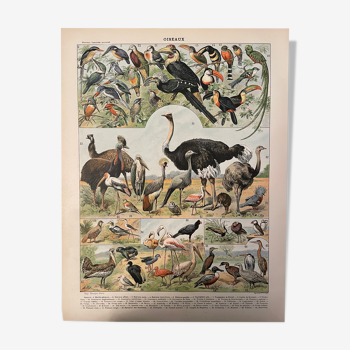 Lithographie en couleurs sur les oiseaux, du Nouveau Larousse Illustré 1897 - 2