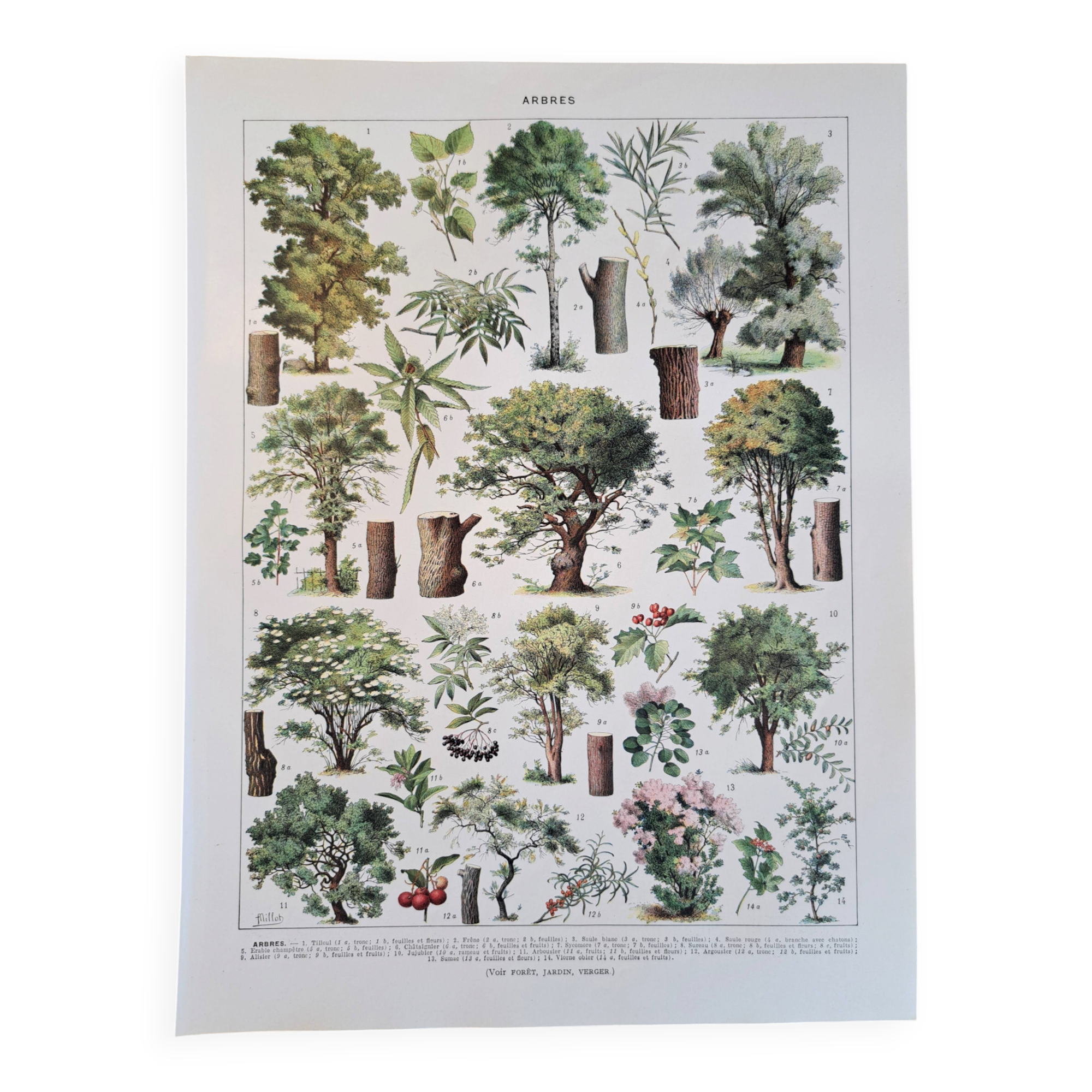 Old botanical plate "Trees" – naturalistic illustration
