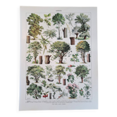 Ancienne planche botanique « Arbres » – illustration naturaliste