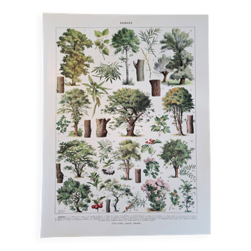 Old botanical plate "Trees" – naturalistic illustration