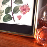 Affiche pharmaceutique encadrée