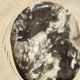 Very large pocket or dish in petrified wood