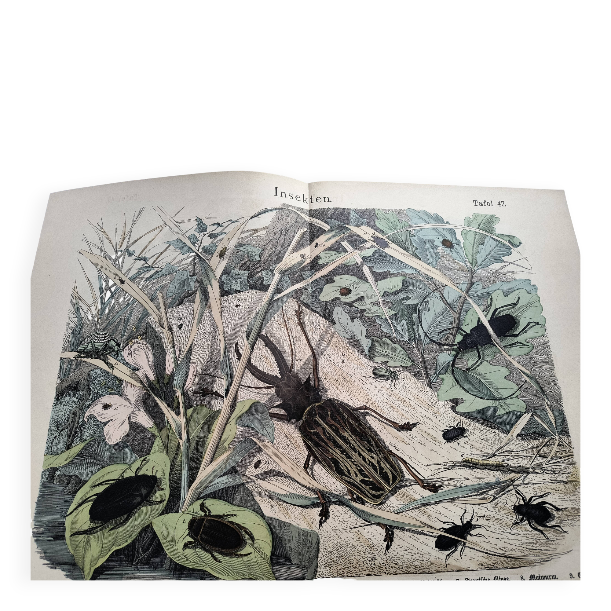 Antique lithograph from 1886 - Insects and beetles (2) - Engraving