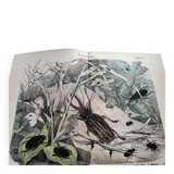 Antique lithograph from 1886 - Insects and beetles (2) - Engraving