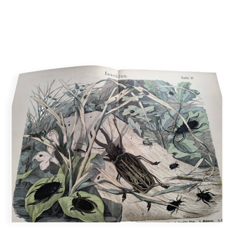 Antique lithograph from 1886 - Insects and beetles (2) - Engraving