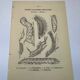 Botanical engraving butterflies double-sided naturalist plate Etching