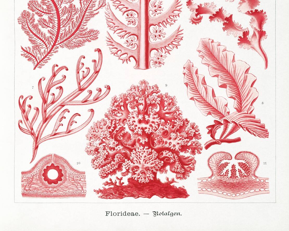 Poster about red algae, based on an old lithograph from 1904.