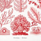 Poster about red algae, based on an old lithograph from 1904.