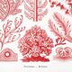 Poster about red algae, based on an old lithograph from 1904.
