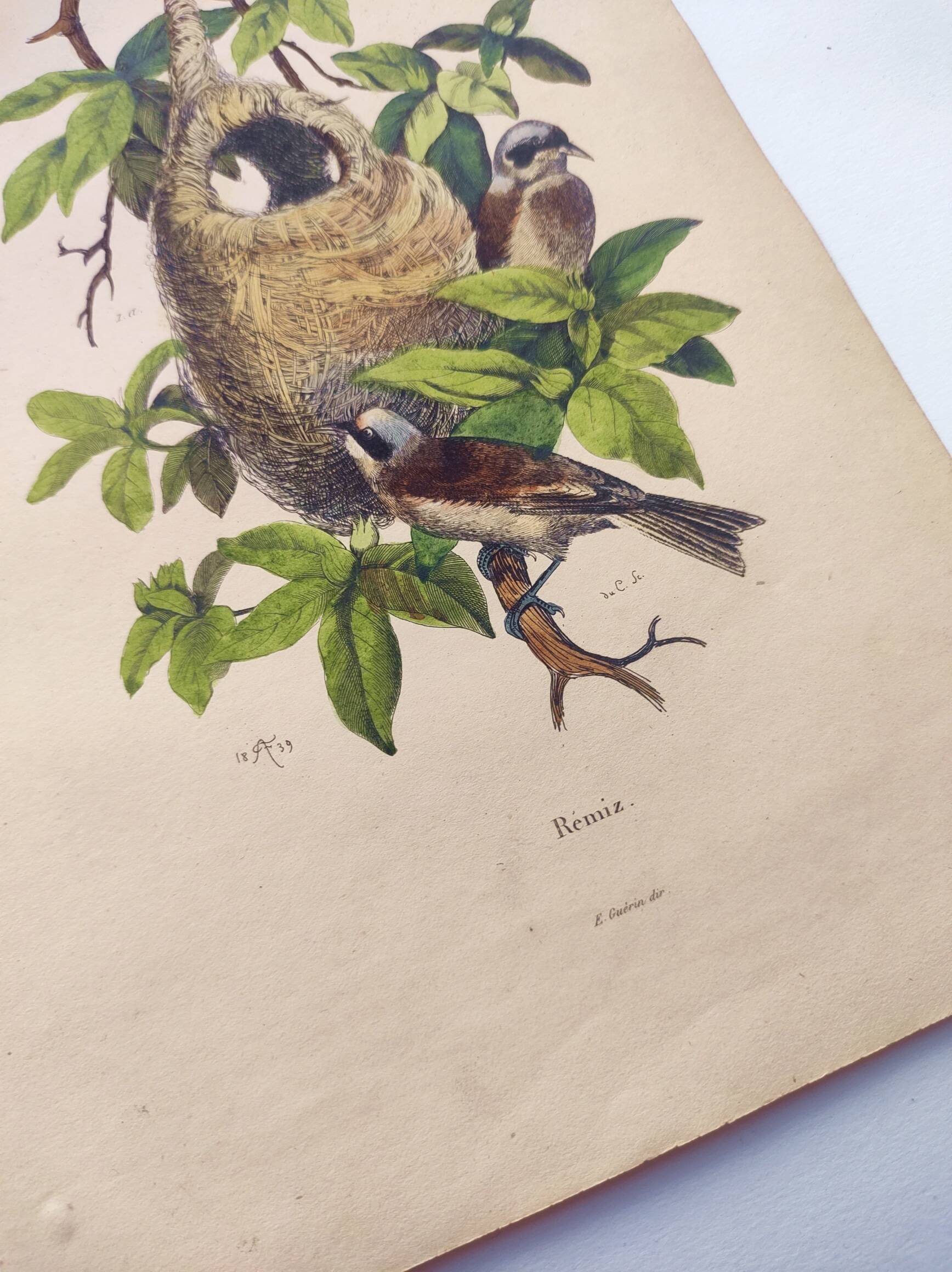 Original Engraving from 1839 -Remiz- Old hand-colored plate ornithology and birds