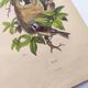 Original Engraving from 1839 -Remiz- Old hand-colored plate ornithology and birds