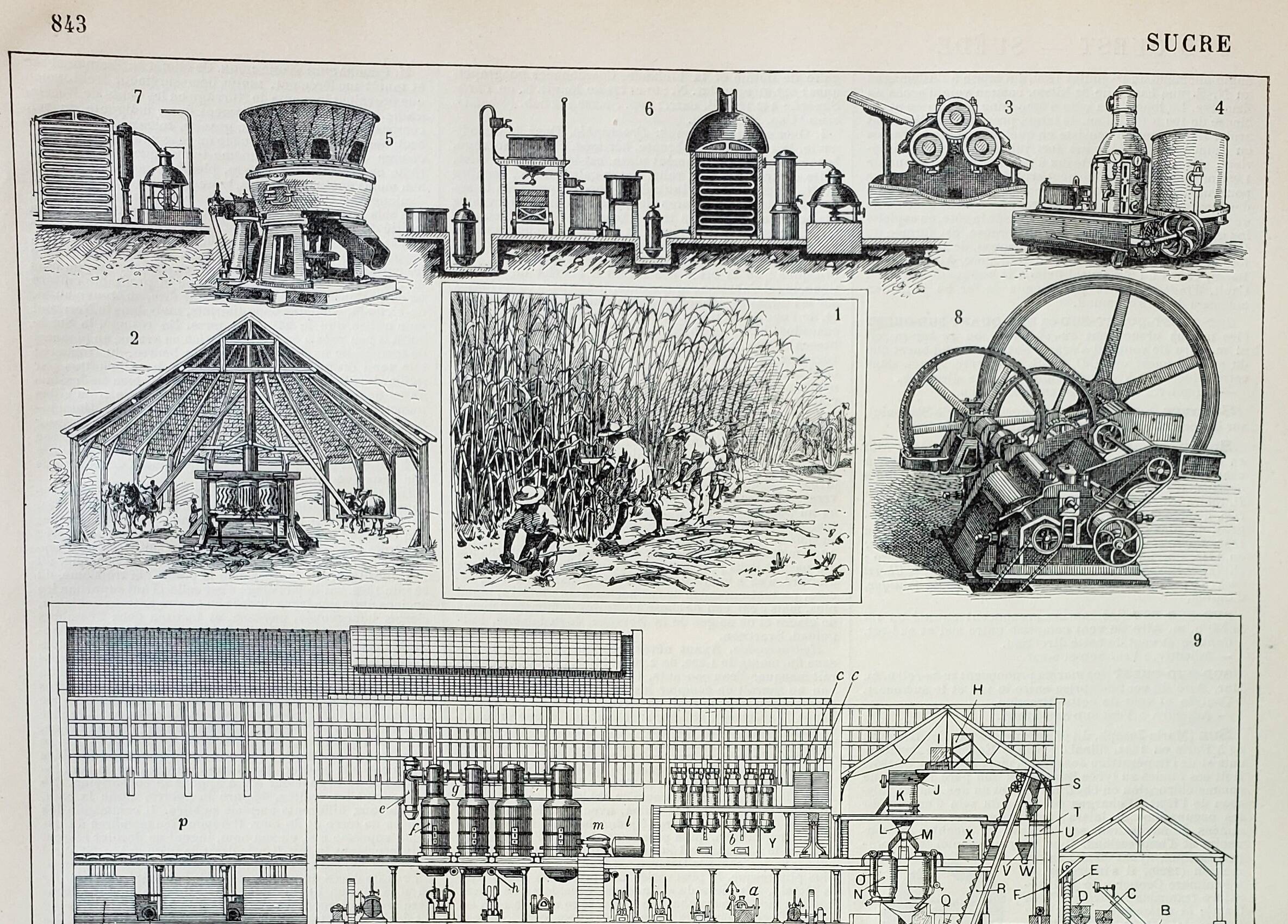 Gravure ancienne 1898, La fabrication du sucre, canne • Lithographie, Planche originale