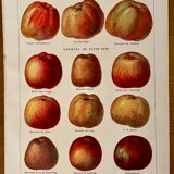 Lithograph on apples from 1921