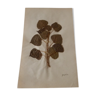 Ancient herbarium leaves of poplar