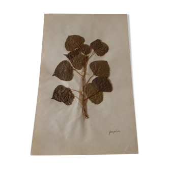 Herbier ancien feuilles de peuplier