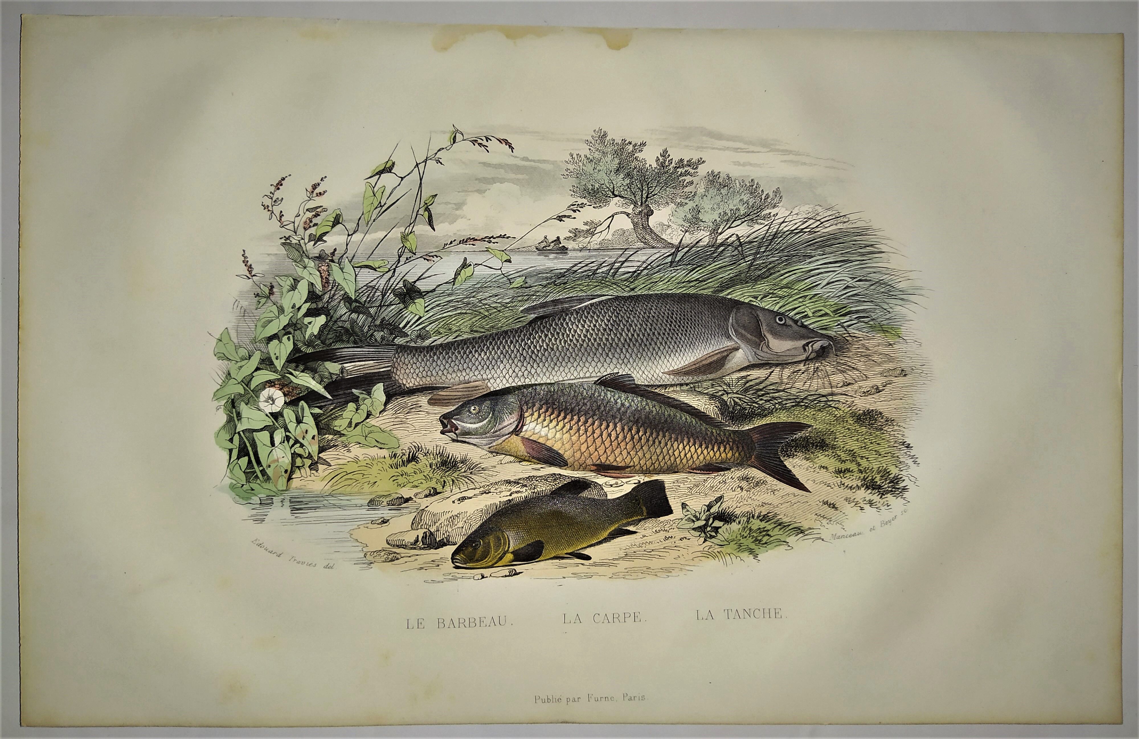 Original zoological plate of 1839 " le barbeau, la carpe,.....