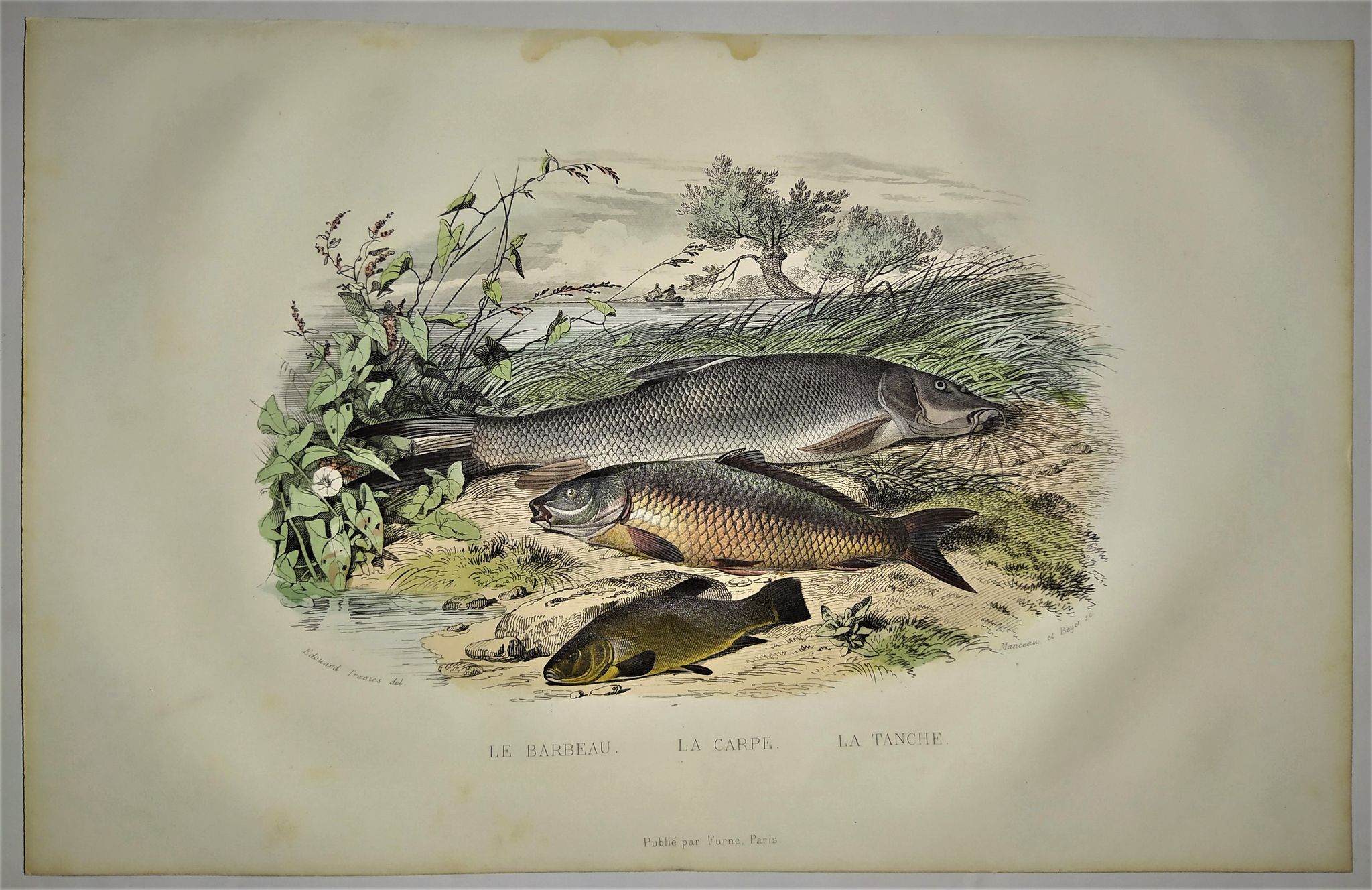Original zoological plate of 1839 " le barbeau, la carpe,.....