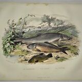 Original zoological plate of 1839 " le barbeau, la carpe,.....