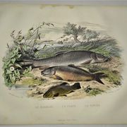 Original zoological plate of 1839 " le barbeau, la carpe,.....