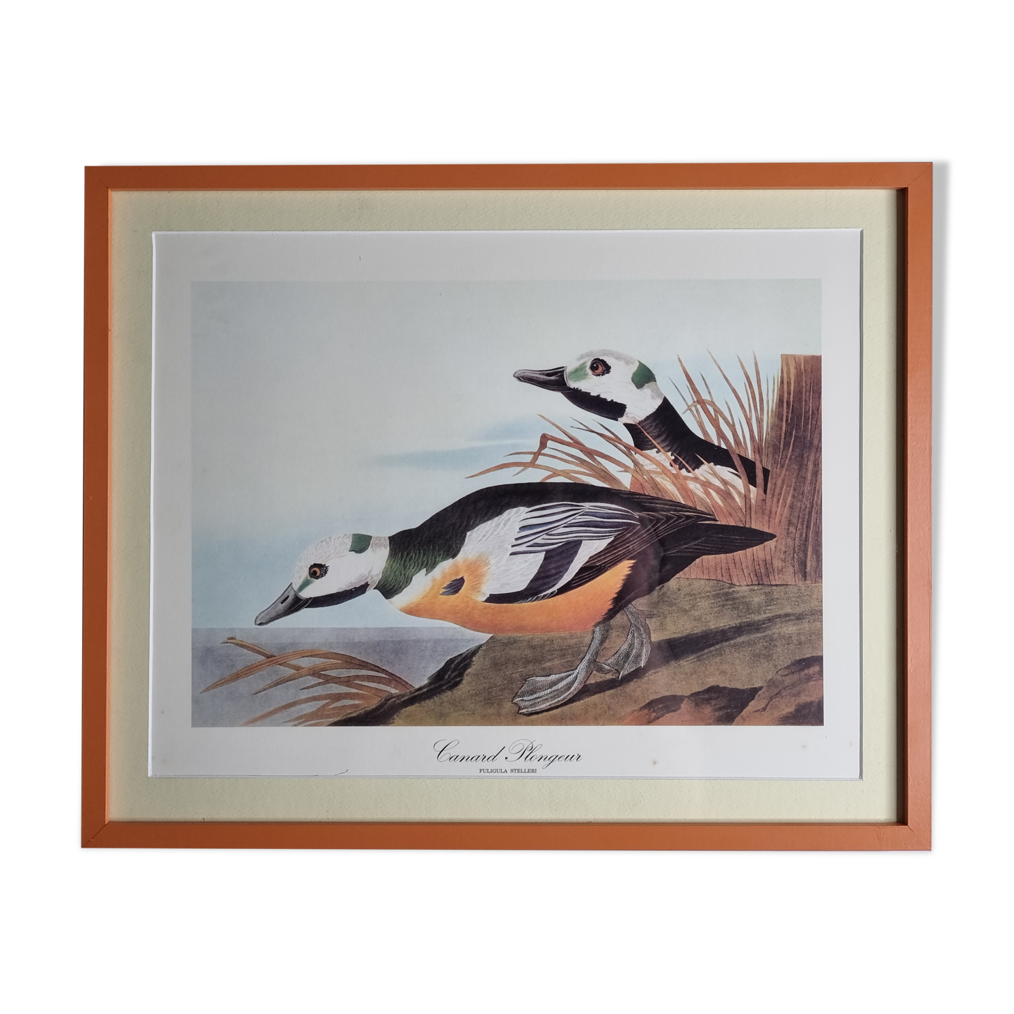 Vintage reproduction after Jean-Jacques Audubon, ornithology, Diving duck