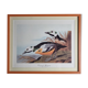 Vintage reproduction after Jean-Jacques Audubon, ornithology, Diving duck