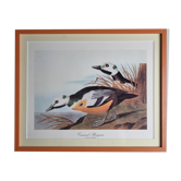 Reproduction vintage d'après Jean-Jacques Audubon, ornithologie, Canard plongeur