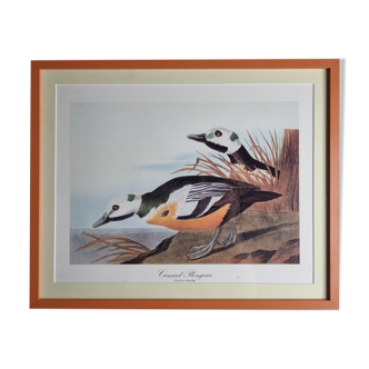 Reproduction vintage d'après Jean-Jacques Audubon, ornithologie, Canard plongeur