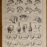 Lithographie gravure sur l'anatomie du cheval de 1921 (tête, croupe, sabots)