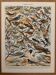 Illustrated plate on useful birds (pipit) - 1910