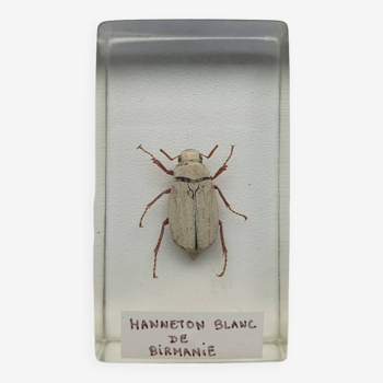 Insecte inclusion résine - HANNETON BLANC DE BIRMANIE - Curiosité - N°5