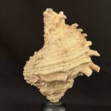Old Murex conch shell on turned wooden base Napoleon III vintage cabinet of curiosities