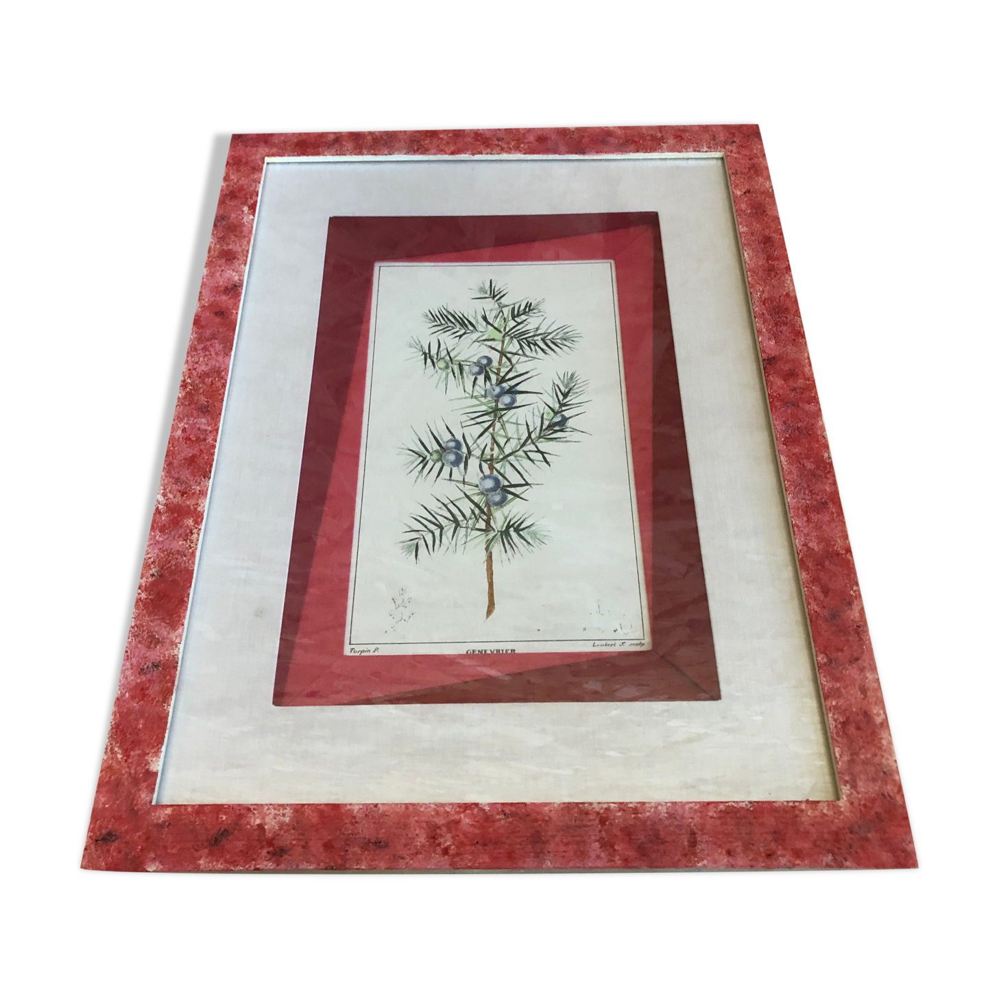Old Botanical Board GENEVRIER + Fabric Bottom + Vintage RoseWood Frame