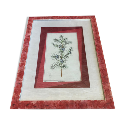 Planche botanique genevrier fond tissu cadre bois rose vintage