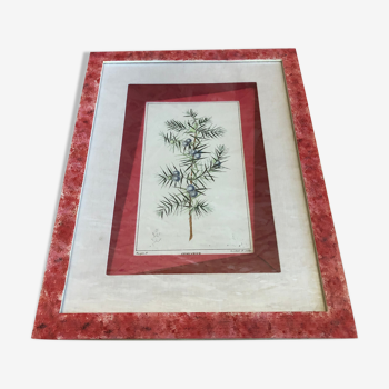 Old Botanical Board GENEVRIER + Fabric Bottom + Vintage RoseWood Frame