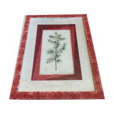 Old Botanical Board GENEVRIER + Fabric Bottom + Vintage RoseWood Frame