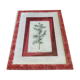 Planche botanique genevrier fond tissu cadre bois rose vintage