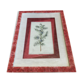 Old Botanical Board GENEVRIER + Fabric Bottom + Vintage RoseWood Frame