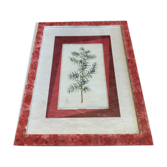 Planche botanique genevrier fond tissu cadre bois rose vintage